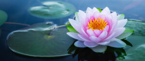 Four Healing Essentials 101